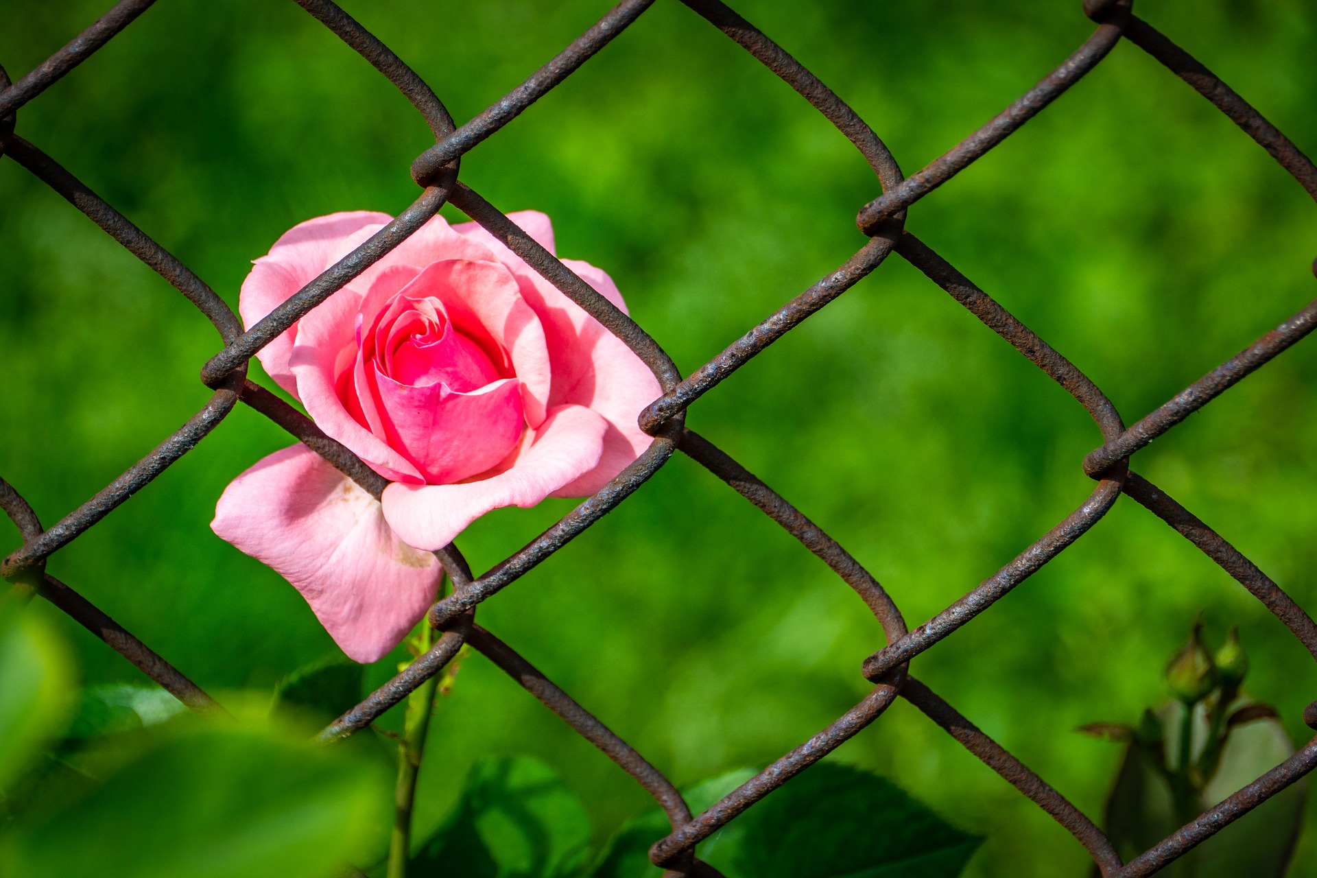 Рай prison flowers. Цветок за решеткой. Розы изгородь.